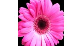 Country Fayre Florists