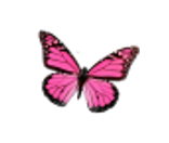 The Flower Hamper (Florist)