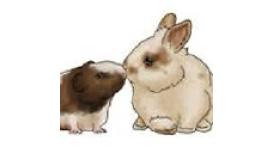 Bunnies and buddies small pet hotel