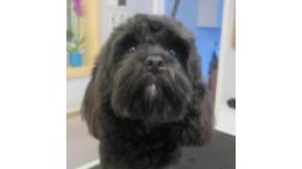 Pawticulars Pet Services