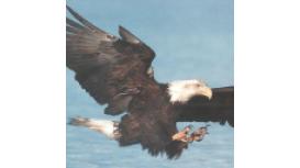 Eagle-legal