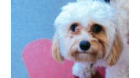 387 Veterinary Centre