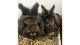 Alfreton Park Veterinary Hospital