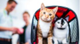 Animals 1st Vets Haddington