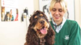 Biscot Mill Veterinary Centre