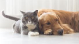 Cherry Tree Veterinary Practice