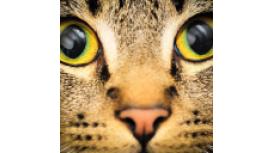 Simply Cats Vet Clinic