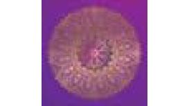 Visage Therapy Centre