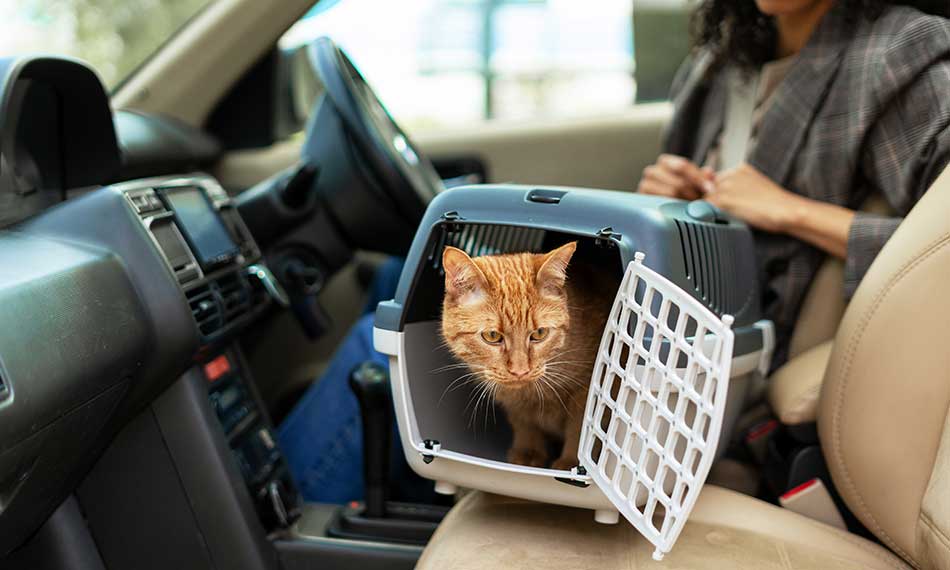 Pet Taxi and Transport