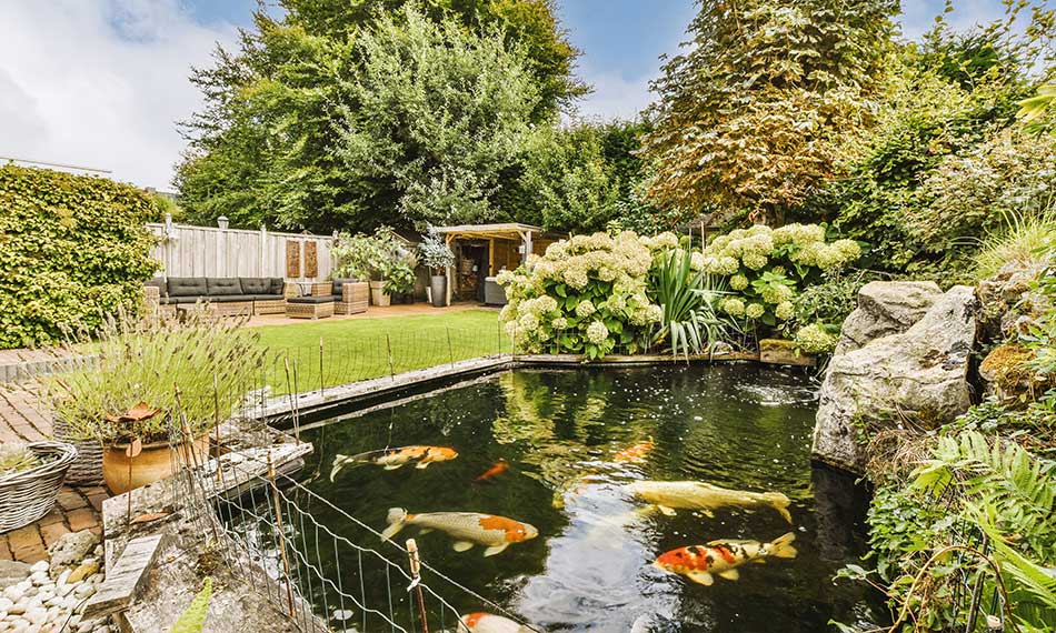 Water Features and Ponds