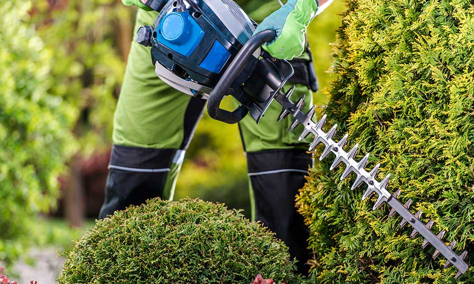 Hedge Trimming