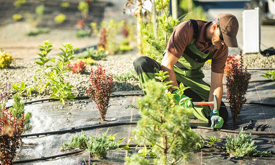 Planting and Borders