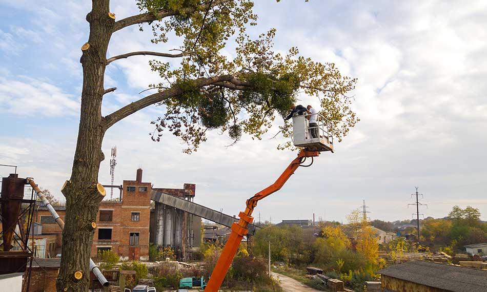 Pruning and Tree Care