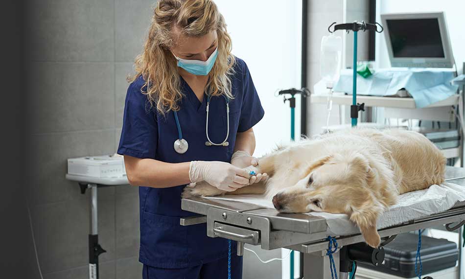 Emergency Veterinary Services