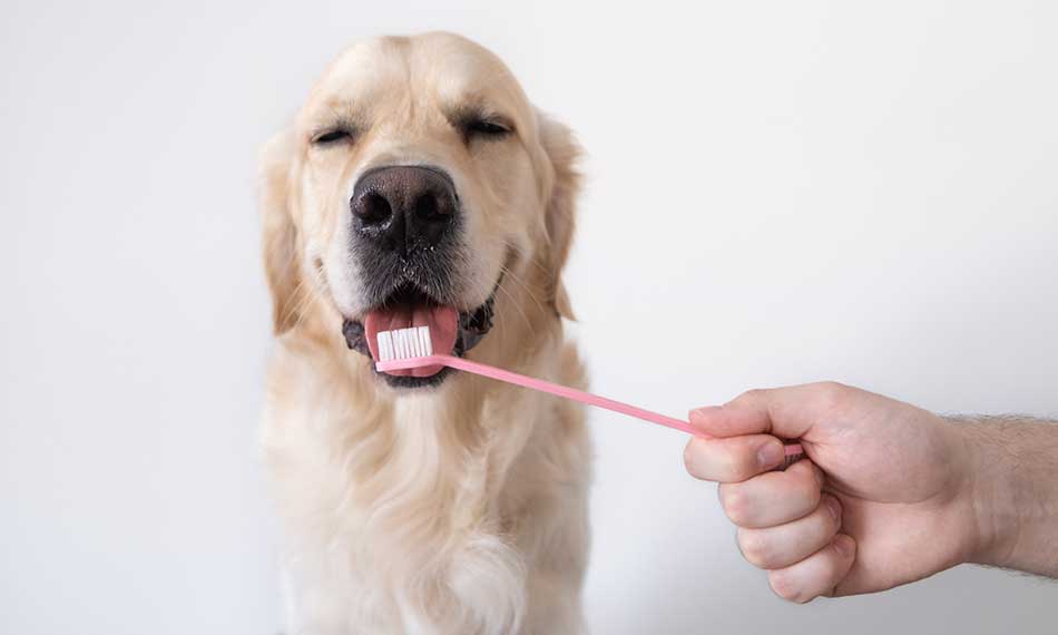 Dental Care for Pets