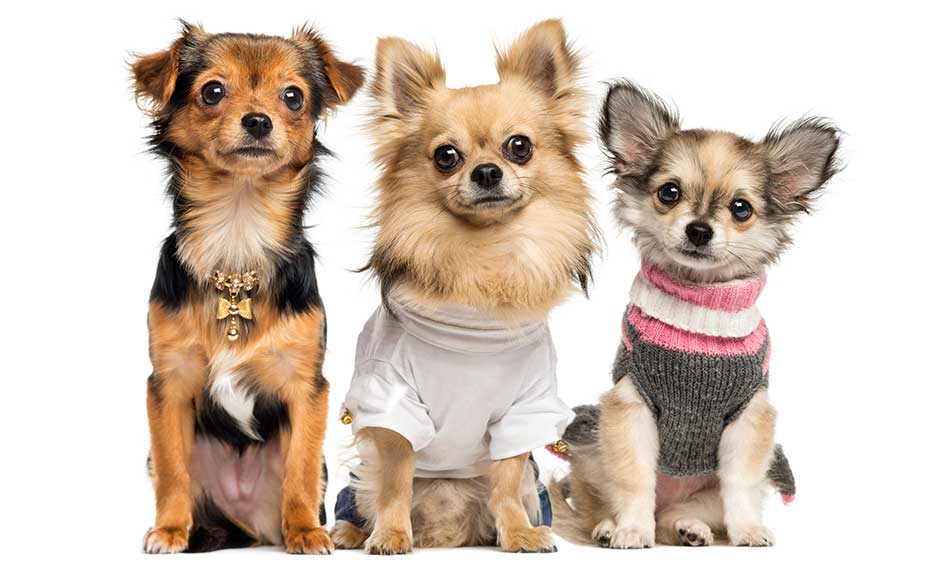 Pet Clothing and Carriers