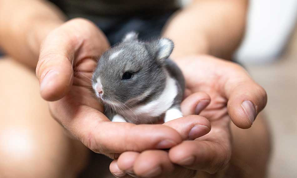 Small Animals for Sale